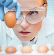 image of a technician inspecting eggs